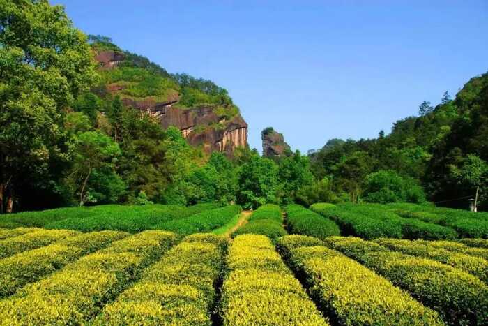 福建以茶为媒，向世界分享中国智慧