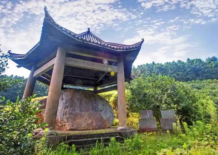 福建以茶为媒，向世界分享中国智慧