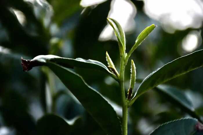 喝茶能减排！研究发现每喝1公斤福鼎白茶，可减少6公斤CO₂排放