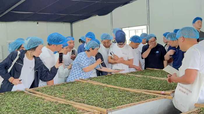 喝茶能减排！研究发现每喝1公斤福鼎白茶，可减少6公斤CO₂排放