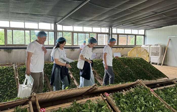 喝茶能减排！研究发现每喝1公斤福鼎白茶，可减少6公斤CO₂排放