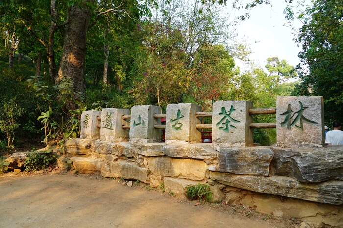 八角亭景迈山大平掌古树春茶 独特韵味，一品难忘