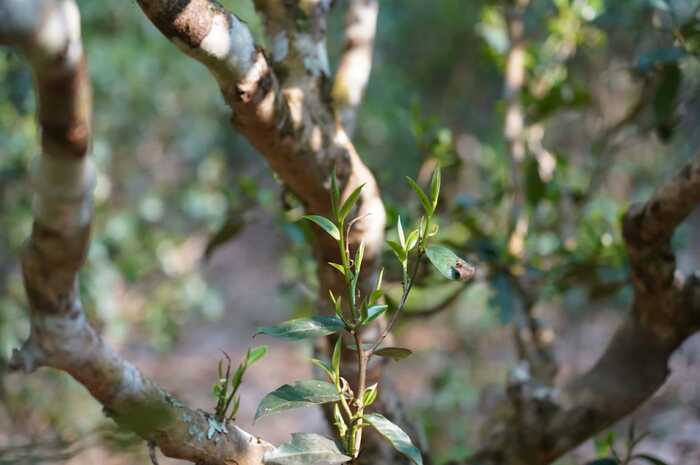 八角亭景迈山大平掌古树春茶 独特韵味，一品难忘