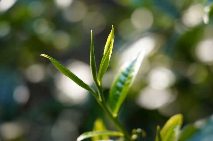 八角亭景迈山大平掌古树春茶 独特韵味，一品难忘