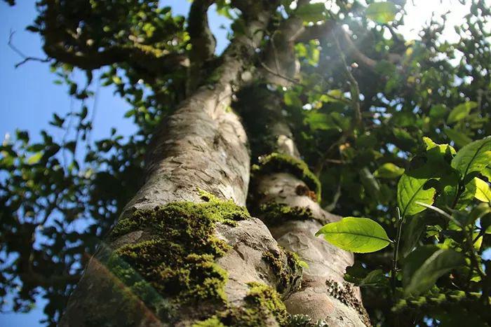 普洱茶品质与品牌哪个更重要？解析核心选择标准