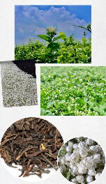 新品上市  中茶普洱茉莉花茶