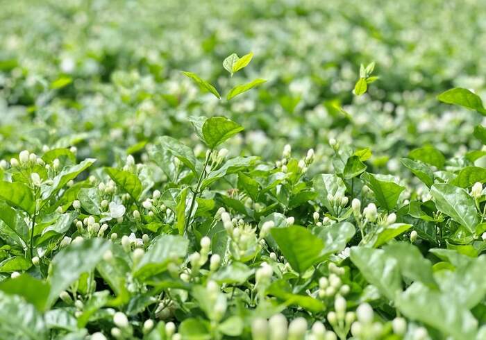 新品上市  中茶普洱茉莉花茶