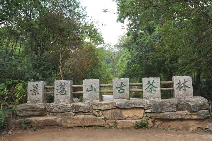 下关云上景迈·古树沱茶 非遗双生 天地共酿