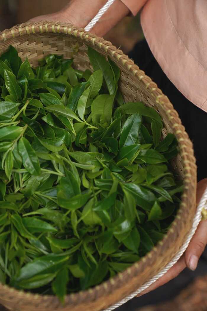 下关云上景迈·古树沱茶 非遗双生 天地共酿