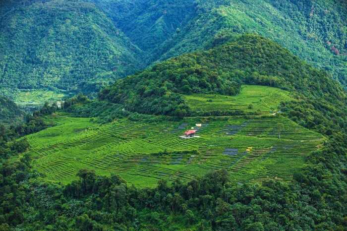 60周年，看西藏的这片“绿叶”如何跨越高原，绽放出金色光芒