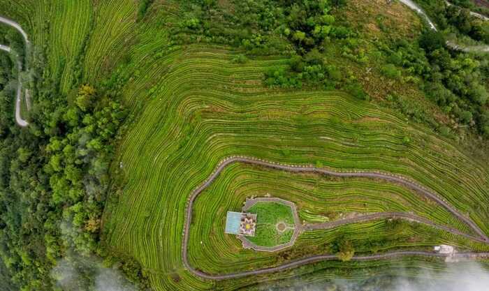 60周年，看西藏的这片“绿叶”如何跨越高原，绽放出金色光芒