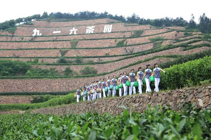 舒城小兰花茶适制品种资源评价模型的 构建与应用