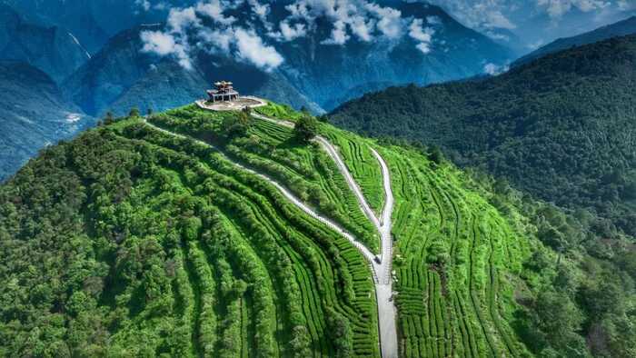 60周年，看西藏的这片“绿叶”如何跨越高原，绽放出金色光芒