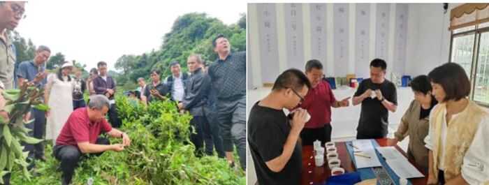 科技助农 赋能广南县茶产业高质量发展