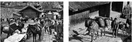 60周年，看西藏的这片“绿叶”如何跨越高原，绽放出金色光芒