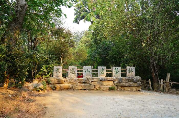 八角亭甲冠天下·景迈山 隆重上市！一饼藏尽景迈千年古茶魂