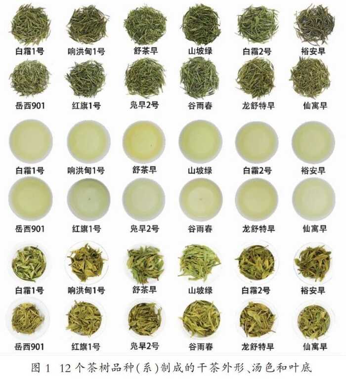 舒城小兰花茶适制品种资源评价模型的 构建与应用