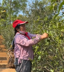 连续4年低迷，普洱茶市场何时触底反弹？