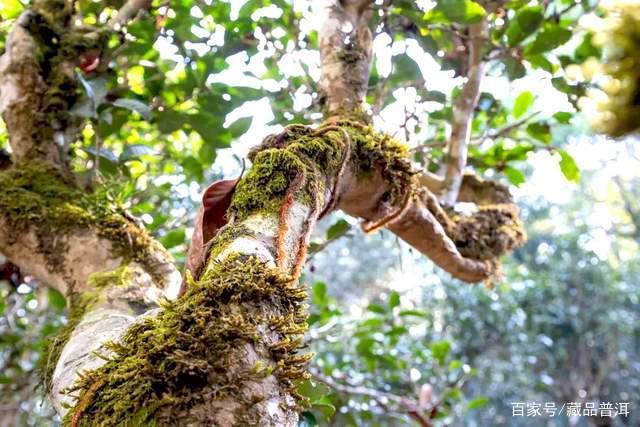 普洱茶新茶与中老期茶价格倒挂现象解析