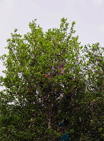 七彩云南1939滇香之源·蜜韵凝香  焦糖甜香，纯品滇红，岁月之礼