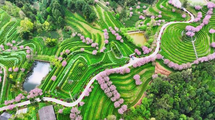 《非遗·平昌》平昌青芽茶制作技艺简介