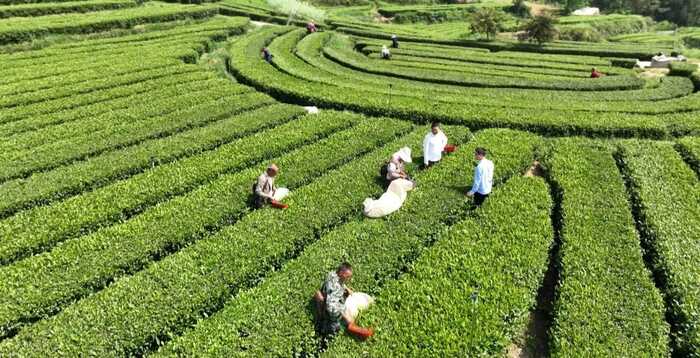《非遗·平昌》平昌青芽茶制作技艺简介