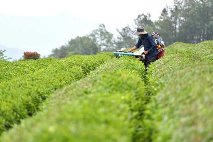 2024年茶园生产机械化研究现状与发展趋势