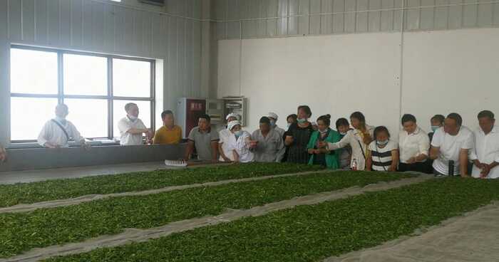 《非遗·平昌》平昌青芽茶制作技艺简介