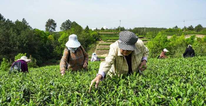 《非遗·平昌》平昌青芽茶制作技艺简介