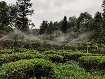 2024年茶园生产机械化研究现状与发展趋势