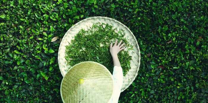 《非遗·平昌》平昌青芽茶制作技艺简介