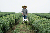 2024年茶园生产机械化研究现状与发展趋势