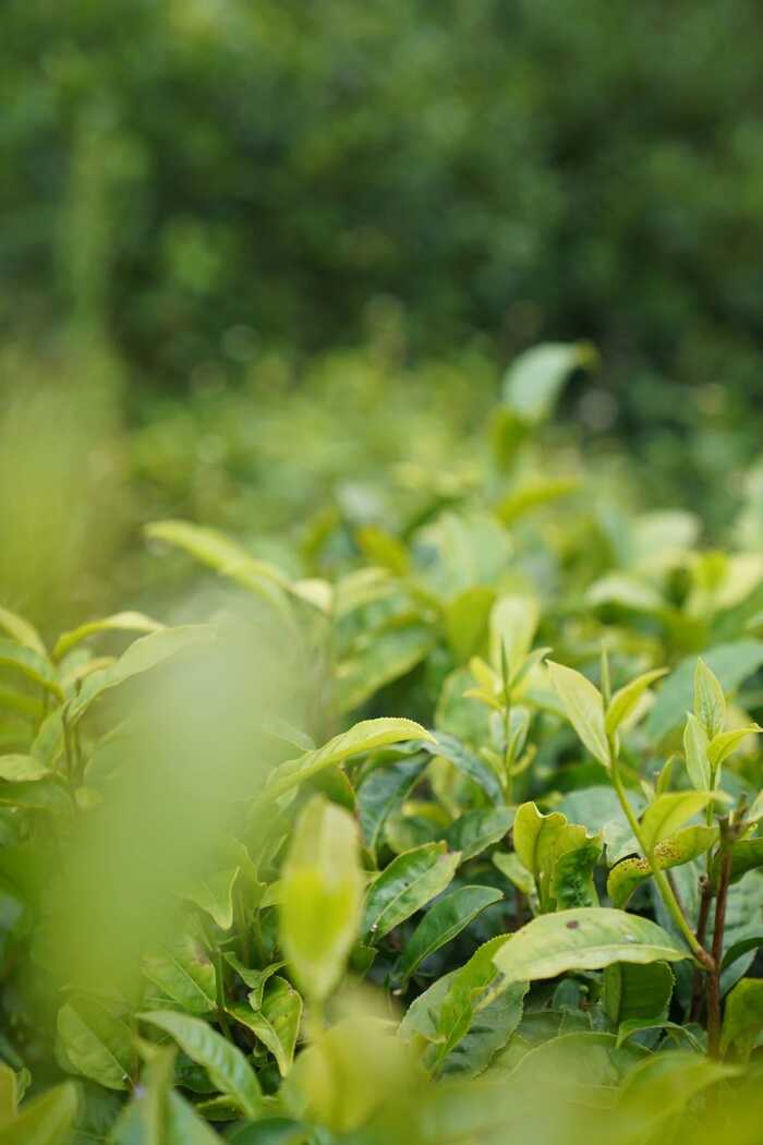 下关大理公社饼茶 来自风花雪月的乡愁