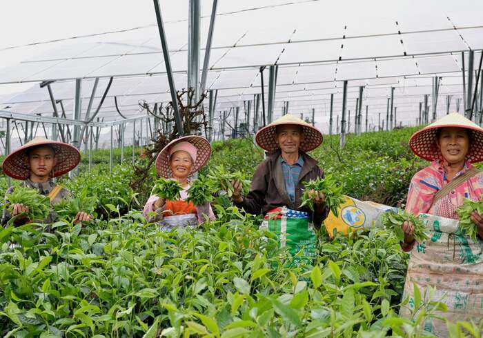 景谷民乐：茶光互补点“绿”成金 交出亮眼“绿色答卷”