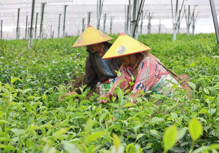 景谷民乐：茶光互补点“绿”成金 交出亮眼“绿色答卷”