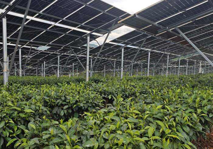 景谷民乐：茶光互补点“绿”成金 交出亮眼“绿色答卷”