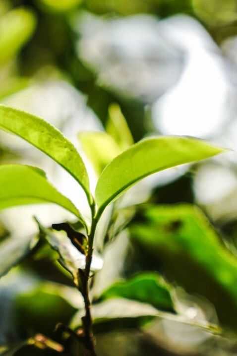 下关大理公社饼茶 来自风花雪月的乡愁