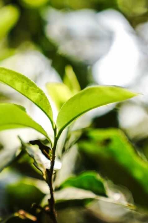 下关大理公社饼茶 来自风花雪月的乡愁