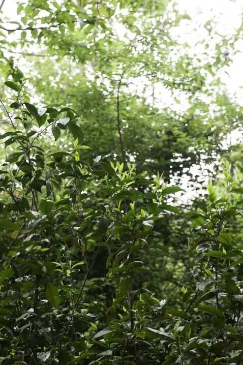 下关大理公社饼茶 来自风花雪月的乡愁