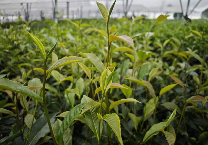 景谷民乐：茶光互补点“绿”成金 交出亮眼“绿色答卷”