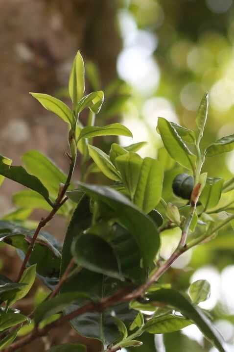 下关大理公社饼茶 来自风花雪月的乡愁
