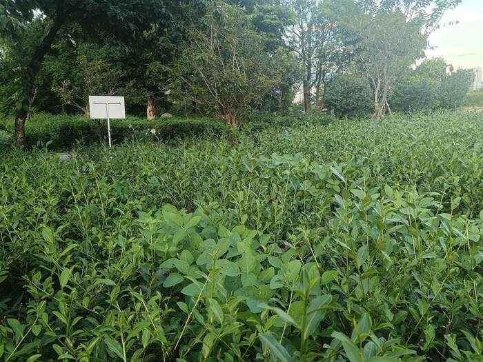 提出20周年！“两山”理念如何助力茶业发展？