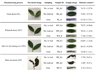 乌龙茶为什么要带茶梗？科学揭示茶梗里的香气密码