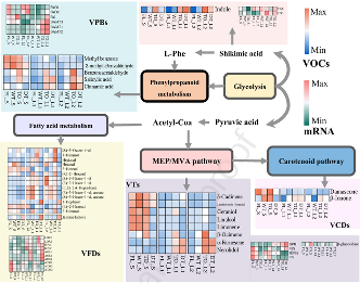 乌龙茶为什么要带茶梗？科学揭示茶梗里的香气密码