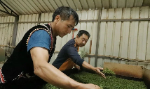 澜沧东回：“共富茶园”飘出民族团结香