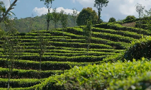 澜沧东回：“共富茶园”飘出民族团结香
