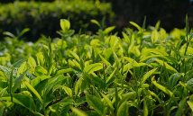 澜沧东回：“共富茶园”飘出民族团结香