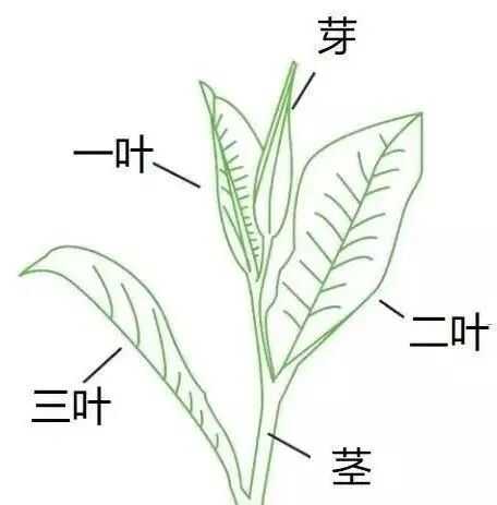 甜香还是花香？叶片等级塑造红茶风味
