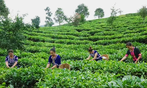 澜沧东回：“共富茶园”飘出民族团结香