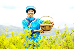 来凤何以荣膺“世界藤茶之乡”